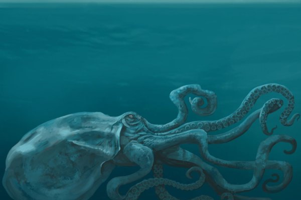 Kraken whitenet market ссылка тор
