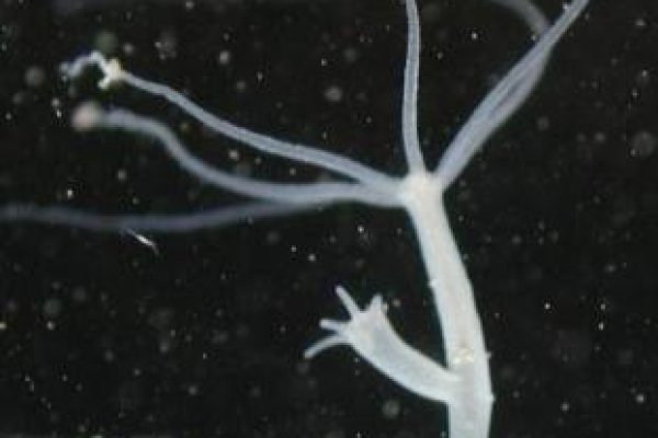 Kraken clear ссылка
